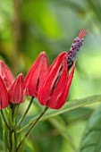 ROCKCLIFFE, GLOUCESTERSHIRE: RED FLOWERS OF PAVONIA GLEDHILLII, GREENHOUSE, HOUSEPLANT, SHRUBS, EVERGREEN, SEPTEMBER, CONSERVATORY