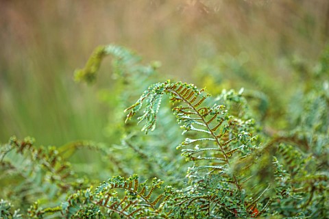 BOWCLIFFE_HALL_YORKSHIRE_DESIGN_ALISTAIR_BALDWIN_CLOSE_UP_OF_GREEN_FOLIAGE_LEAVES_OF_FERN_DRYOPTERIS