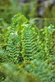 BOWCLIFFE HALL, YORKSHIRE: DESIGN ALISTAIR BALDWIN: CLOSE UP OF GREEN FOLIAGE, LEAVES OF FERN, DRYOPTERIS AFFINIS CRISTATA THE KING, FRONDS, SEPTEMBER, WOODLAND, SHADE, SHADY