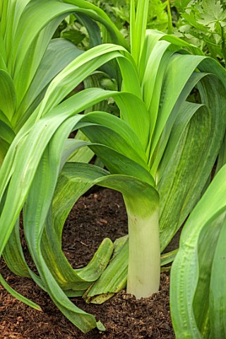 CLOSE_UP_OF_GREEN_LEAVES_STALK_OF_LEEK_CUMBRIAN_X_VEGETABLES_EDIBLES