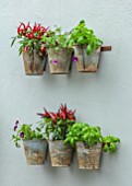 CHELSEA 2021 - METAL CONTAINERS ON WALL PLANTED WITH HERBS - CHILLI, BASIL, SPICES, HERB GARDEN