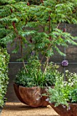 CHELSEA 2021 - COURTYARD GARDEN BY ANNA DABROWSKA - JAUDI, WOODEN CONTAINERS, RHUS, DELPHINIUMS, ASTRANTIA, TERRACE, POTS, ROOFTOP