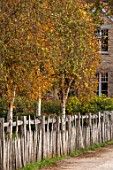 ASTON POTTERY, OXFORDSHIRE: WOODEN FENCES, BIRCH, BORDERS, LATE SUMMER, AUTUMN, FENCING