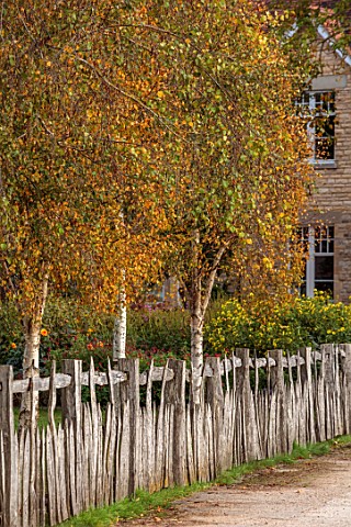 ASTON_POTTERY_OXFORDSHIRE_WOODEN_FENCES_BIRCH_BORDERS_LATE_SUMMER_AUTUMN_FENCING