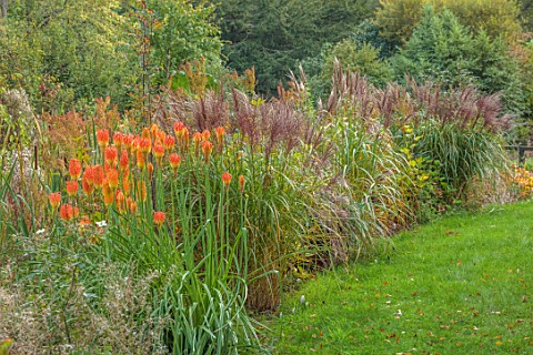 THENFORD_GARDENS__ARBORETUM_NORTHAMPTONSHIRE_AUTUMN_OCTOBER_BORDERS_LAWN_GRASSES_RED_HOT_POKER_KNIPH