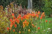 THENFORD GARDENS & ARBORETUM, NORTHAMPTONSHIRE: AUTUMN, OCTOBER, BORDERS, LAWN, GRASSES, RED HOT POKER, KNIPHOFIA