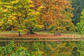 THORP PERROW ARBORETUM, YORKSHIRE: VIEW ACROSS LAKE, POND, WATER, TO WOODEN BENCH, AUTUMN, FALL, FOLIAGE, LEAVES, REFLECTION, REFLECTED, AESCULUS TURBINATA, JAPANESE HORSE CHESTNUT