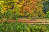 THORP PERROW ARBORETUM, YORKSHIRE: VIEW ACROSS LAKE, POND, WATER, TO WOODEN BENCH, AUTUMN, FALL, FOLIAGE, LEAVES, REFLECTION, REFLECTED, AESCULUS TURBINATA, JAPANESE HORSE CHESTNUT