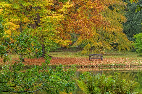 THORP_PERROW_ARBORETUM_YORKSHIRE_VIEW_ACROSS_LAKE_POND_WATER_TO_WOODEN_BENCH_AUTUMN_FALL_FOLIAGE_LEA