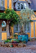 WILD THYME COTTAGE, STAFFORDSHIRE: FRONT DOOR, HOUSE, CONTAINERS WITH OLIVE TREE, OLEA EUROPAEA, PINES AND TERRACOTTA CONTAINER WITH HEUCHERA CHERRY KOLA, HEUCHERA TIMELESS KNIGHT