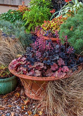 WILD_THYME_COTTAGE_STAFFORDSHIRE_FRONT_DOOR_HOUSE_CONTAINERS_POTS_TERRACOTTA_CONTAINER_WITH_HEUCHERA