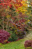 WILD THYME COTTAGE, STAFFORDSHIRE: LAWN, BORDERS, AUTUMN, FOLIAGE, FALL, CERCIS CANADENSIS FOREST PANSIES, MAPLES