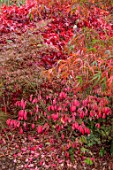 WILD THYME COTTAGE, STAFFORDSHIRE:BORDERS, AUTUMN, FALL, NOVEMBER, EUONYMUS ALATUS RUDY HAAG, JAPANESE MAPLES, MAPLES, RED, ORANGE, LEAVES