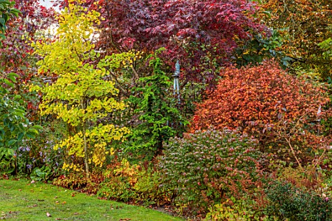 WILD_THYME_COTTAGE_STAFFORDSHIRE_LAWN_BORDER_AUTUMN_FALL_NOVEMBER_YELLOW_LEAVES_OF_GINGKO_BILOBA_RED