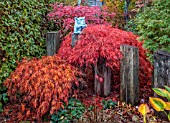 WILD THYME COTTAGE, STAFFORDSHIRE: AUTUMN, FALL, NOVEMBER, RED LEAVES OF MAPLES, ACERS, WOODEN POSTS, TREES