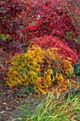 WILD THYME COTTAGE, STAFFORDSHIRE: BORDER, AUTUMN, FALL, NOVEMBER, YELLOW, RED LEAVES OF MAPLES, ACER PALMATUM WATERFALL, WEEPING GREEN LACELEAF