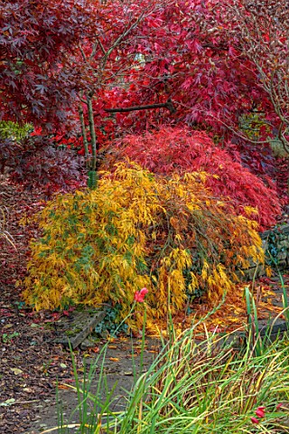 WILD_THYME_COTTAGE_STAFFORDSHIRE_BORDER_AUTUMN_FALL_NOVEMBER_YELLOW_RED_LEAVES_OF_MAPLES_ACER_PALMAT