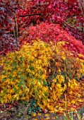 WILD THYME COTTAGE, STAFFORDSHIRE: BORDER, AUTUMN, FALL, NOVEMBER, YELLOW, RED LEAVES OF MAPLES, ACER PALMATUM WATERFALL, WEEPING GREEN LACELEAF