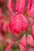 WILD THYME COTTAGE, STAFFORDSHIRE: CLOSE UP OF PINK LEAVES, FOLIAGE OF EUONYMUS ALATUS RUDY HAAG, TREES, DECIDUOUS, SPINDLE, FALL