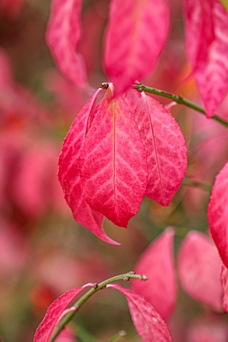 WILD_THYME_COTTAGE_STAFFORDSHIRE_CLOSE_UP_OF_PINK_LEAVES_FOLIAGE_OF_EUONYMUS_ALATUS_RUDY_HAAG_TREES_
