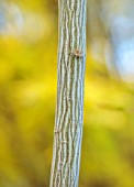 WILD THYME COTTAGE, STAFFORDSHIRE: CLOSE UP OF STRIPED BARK OF SNAKE BARK MAPLE, ACER DAVIDII SERPENTINE, TREES, DECIDUOUS, FALL
