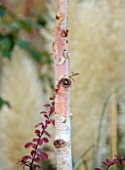 WILD THYME COTTAGE, STAFFORDSHIRE: CLOSE UP OF TRUNK, BARK OF BIRCH, BETULA ALBOSINENSIS CHINA ROSE, TREES, DECIDUOUS, FALL