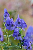 WILD THYME COTTAGE, STAFFORDSHIRE: CLOSE UP OF BLUE FLOWERS OF ACONITUM CARMICHAELII ARENDSII, MONKSHOOD, PERENNIALS, PETALS, FALL, AUTUMN
