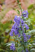 WILD THYME COTTAGE, STAFFORDSHIRE: CLOSE UP OF BLUE FLOWERS OF ACONITUM CARMICHAELII ARENDSII, MONKSHOOD, PERENNIALS, PETALS, FALL, AUTUMN