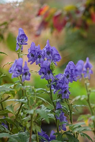 WILD_THYME_COTTAGE_STAFFORDSHIRE_CLOSE_UP_OF_BLUE_FLOWERS_OF_ACONITUM_CARMICHAELII_ARENDSII_MONKSHOO