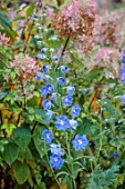WILD THYME COTTAGE, STAFFORDSHIRE: CLOSE UP OF BLUE FLOWERS OF DELPHINIUM PACIFIC GIANT HYBRID, PERENNIALS, PETALS, FALL, AUTUMN