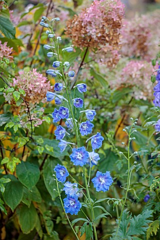 WILD_THYME_COTTAGE_STAFFORDSHIRE_CLOSE_UP_OF_BLUE_FLOWERS_OF_DELPHINIUM_PACIFIC_GIANT_HYBRID_PERENNI