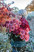 GREEN AND GORGEOUS FLOWERS, OXFORDSHIRE: RACHEL SIEGFRIED HOLDING FRESHLY PICKED CHRYSANTHEMUMS ON A FROSTY MORNING, AUTUMN, FALL, FLOWERS, BLOOMS