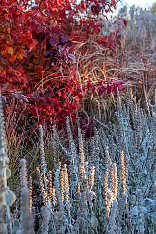 GREEN_AND_GORGEOUS_FLOWERS_OXFORDSHIRE_RED_AUTUMN_FOLIAGE_OF_COTINUS_ON_A_FROSTY_MORNING_IN_THE_NURS
