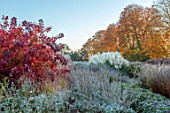 GREEN AND GORGEOUS FLOWERS, OXFORDSHIRE: RED AUTUMN FOLIAGE OF COTINUS ON A FROSTY MORNING IN THE NURSERY BEDS, FALL, LEAVES, FROST, OCTOBER