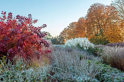 GREEN_AND_GORGEOUS_FLOWERS_OXFORDSHIRE_RED_AUTUMN_FOLIAGE_OF_COTINUS_ON_A_FROSTY_MORNING_IN_THE_NURS