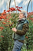 GREEN AND GORGEOUS FLOWERS, OXFORDSHIRE: RACHEL SIEGRIED PICKING ORANGE, BROWN, BRONZE FLOWERS OF CHRYSANTHEMUM SPIDER BRONZE, AUTUMN, OCTOBER, PINK, BLOOMS, FALL