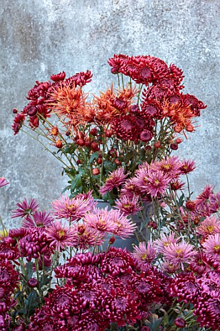 GREEN_AND_GORGEOUS_FLOWERS_OXFORDSHIRE_CHRYSANTHEMUMS_BESIDE_WALL_AUTUMN_FALL_OCTOBER_FLOWERS_BLOOMS