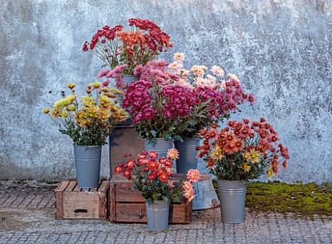 GREEN_AND_GORGEOUS_FLOWERS_OXFORDSHIRE_ARRANGEMENT_OF_CHRYSANTHEMUMS_BESIDE_WALL_AUTUMN_FALL_OCTOBER