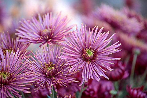 GREEN_AND_GORGEOUS_FLOWERS_OXFORDSHIRE_PINK_YELLOW_FLOWERS_OF_CHRYSANTHEMUM_TULA_SHARLETTA_AUTUMN_OC
