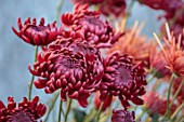 GREEN AND GORGEOUS FLOWERS, OXFORDSHIRE: RED, PINK FLOWERS OF CHRYSANTHEMUM BIGOUDI RED, AUTUMN, OCTOBER, PINK, BLOOMS, FALL