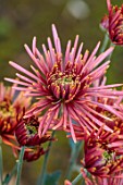 GREEN AND GORGEOUS FLOWERS, OXFORDSHIRE: PINK, COPPER, YELLOW FLOWERS OF CHRYSANTHEMUM TULA CARMELLA, AUTUMN, OCTOBER, PINK, BLOOMS, FALL