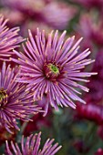 GREEN AND GORGEOUS FLOWERS, OXFORDSHIRE: PINK, YELLOW FLOWERS OF CHRYSANTHEMUM TULA SHARLETTA, AUTUMN, OCTOBER, PINK, BLOOMS, FALL