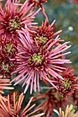 GREEN AND GORGEOUS FLOWERS, OXFORDSHIRE: PINK, COPPER, YELLOW FLOWERS OF CHRYSANTHEMUM TULA CARMELLA, AUTUMN, OCTOBER, PINK, BLOOMS, FALL
