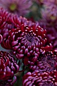 GREEN AND GORGEOUS FLOWERS, OXFORDSHIRE: RED, PINK, PURPLE FLOWERS OF CHRYSANTHEMUM BIGOUDI PURPLE, AUTUMN, OCTOBER, PINK, BLOOMS, FALL