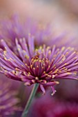 GREEN AND GORGEOUS FLOWERS, OXFORDSHIRE: PINK, YELLOW FLOWERS OF CHRYSANTHEMUM TULA SHARLETTA, AUTUMN, OCTOBER, PINK, BLOOMS, FALL