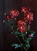 GREEN AND GORGEOUS FLOWERS, OXFORDSHIRE: RED, PINK FLOWERS OF CHRYSANTHEMUM BIGOUDI BRONZE, AUTUMN, OCTOBER, PINK, BLOOMS, FALL