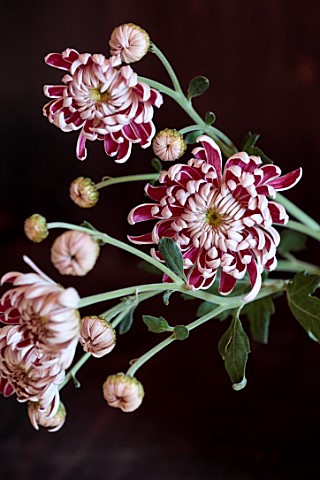 GREEN_AND_GORGEOUS_FLOWERS_OXFORDSHIRE_RED_PINK_CREAM_FLOWERS_OF_CHRYSANTHEMUM_GILBERT_LEIGH_SILVER_