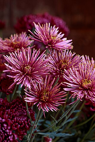 GREEN_AND_GORGEOUS_FLOWERS_OXFORDSHIRE_PINK_YELLOW_FLOWERS_OF_CHRYSANTHEMUM_TULA_SHARLETTA_AUTUMN_OC