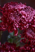 GREEN AND GORGEOUS FLOWERS, OXFORDSHIRE: RED, PINK, PURPLE FLOWERS OF CHRYSANTHEMUM BIGOUDI PURPLE, AUTUMN, OCTOBER, PINK, BLOOMS, FALL