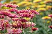 GREEN AND GORGEOUS FLOWERS, OXFORDSHIRE: PINK FLOWERS OF CHRYSANTHEMUM TULA SHARLETTA, AUTUMN, OCTOBER, PINK, BLOOMS, FALL